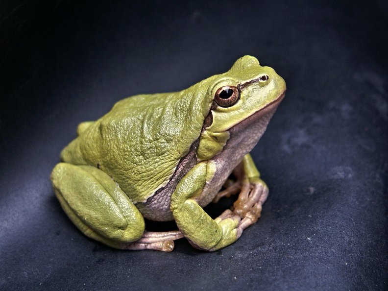 posing_frog.jpg