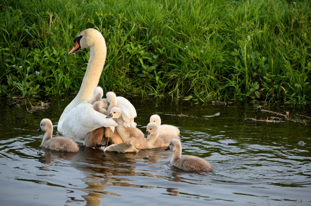 Young Cygnets