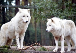 white wolves