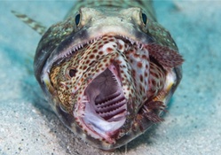 Lizard fish with prey
