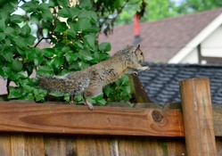 Leaping Little Squirrel