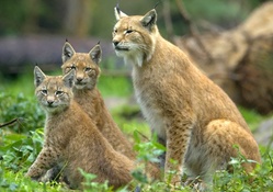 Mother Lynx