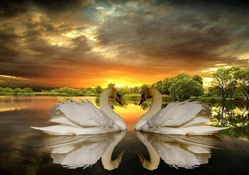 Beautiful Swans at Sunset