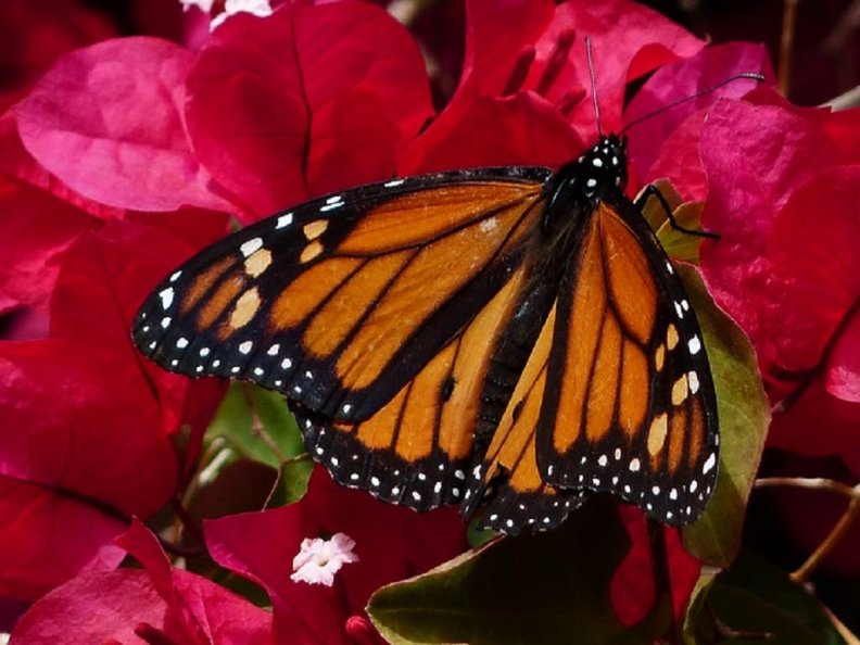 pretty_monarch_butterfly.jpg