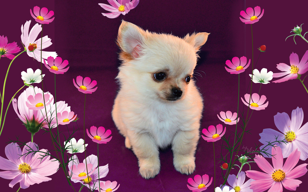 Puppy And Flowers