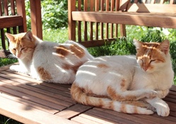 Cute Kitties on a Bench