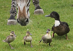 ducks, followed by zebra