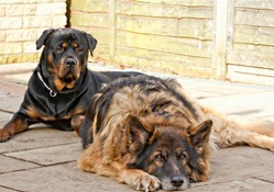 Rottweiler and shepherd