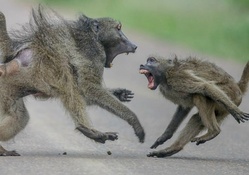Aggressive baboons