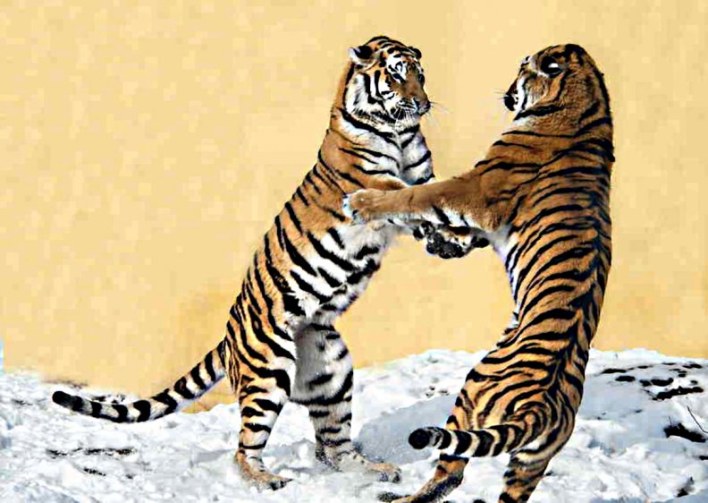 2_siberian_tigers.jpg