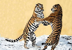 2 Siberian tigers