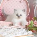 cute kitty in a sucase