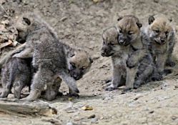 Little wolves