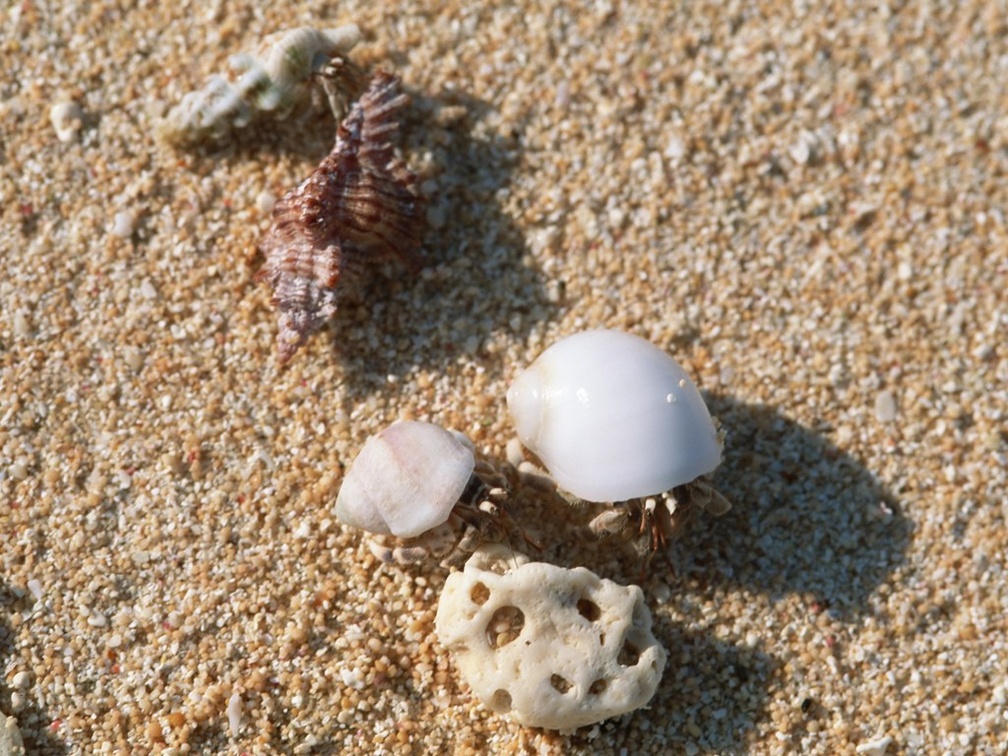 Hermit crab on the Sand beach