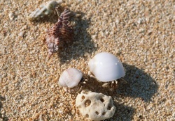 Hermit crab on the Sand beach