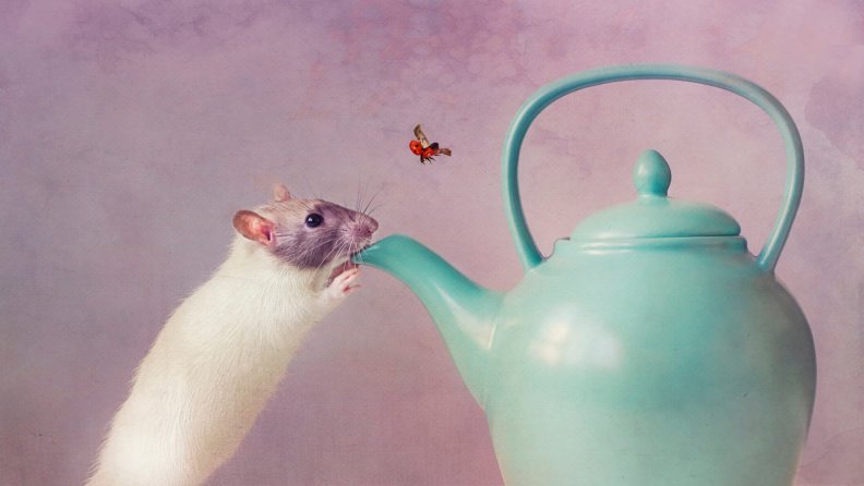 A Ladybug, Mouse &amp; Teapot