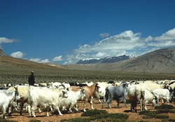 Blue sheep of Himalayas