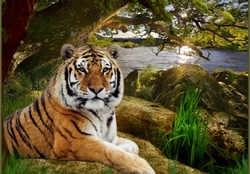 tiger,nature