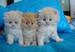 cute trio on a blue