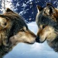 Loving wolves