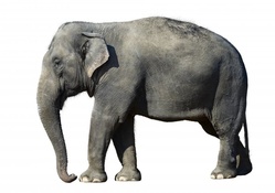 Great big elephant