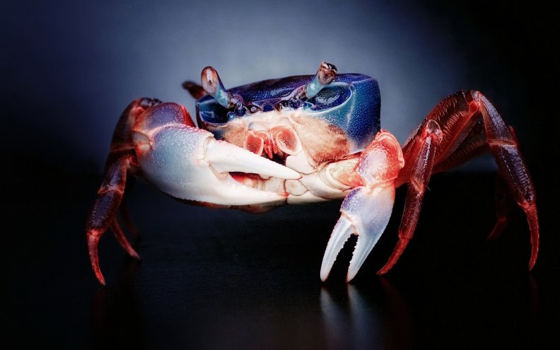 Beautiful crab