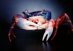 Beautiful crab