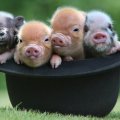 Funny piglets