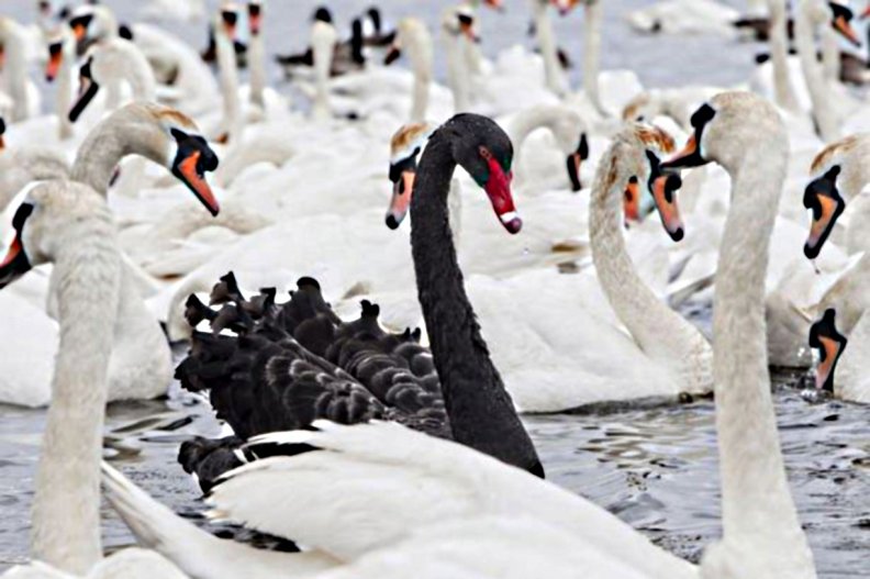 black_and_white_swans.jpg