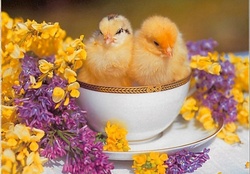 cute chicken in a teacup