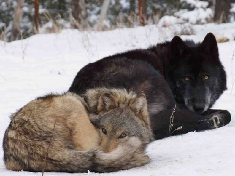 Black and Grey Wolf