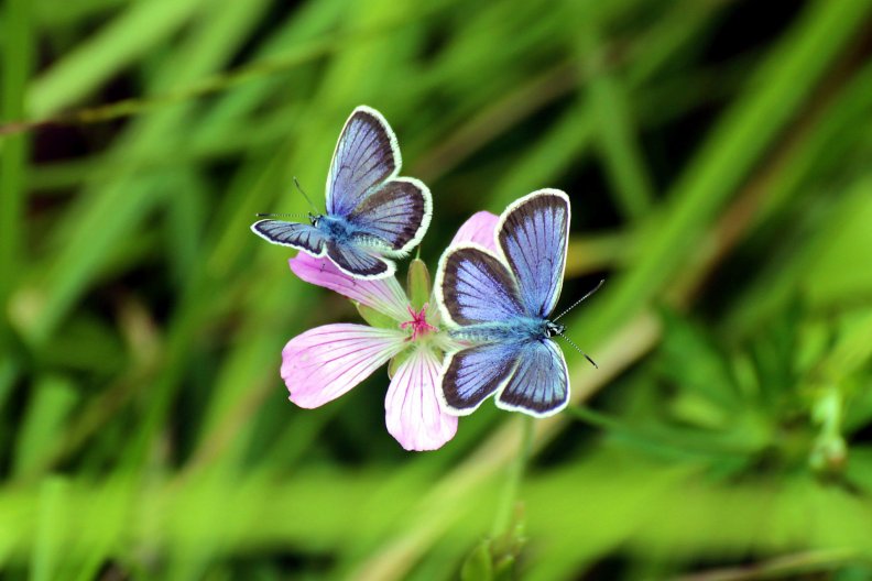 butterflies.jpg