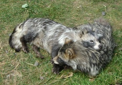 racoon dogs