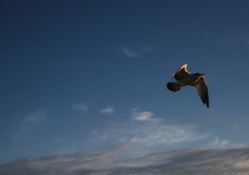 Toronto seagull