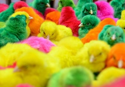 Chicks for Easter