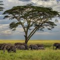 a herd of elephants on the savanna hdr