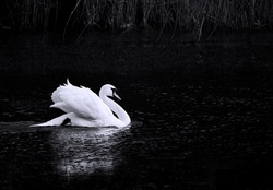Solitary swan
