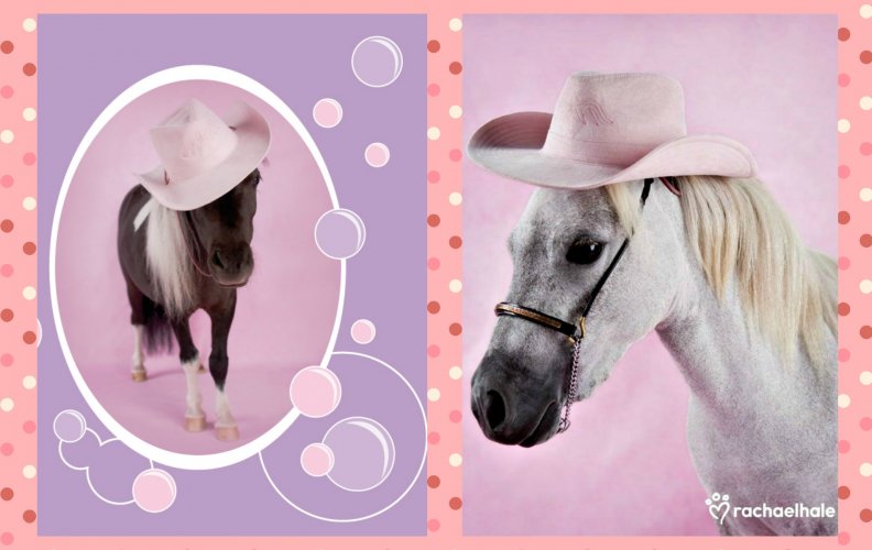 horses_by_rachael_hale_collage.jpg