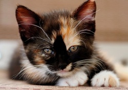 Beautiful Tricolor Kitty