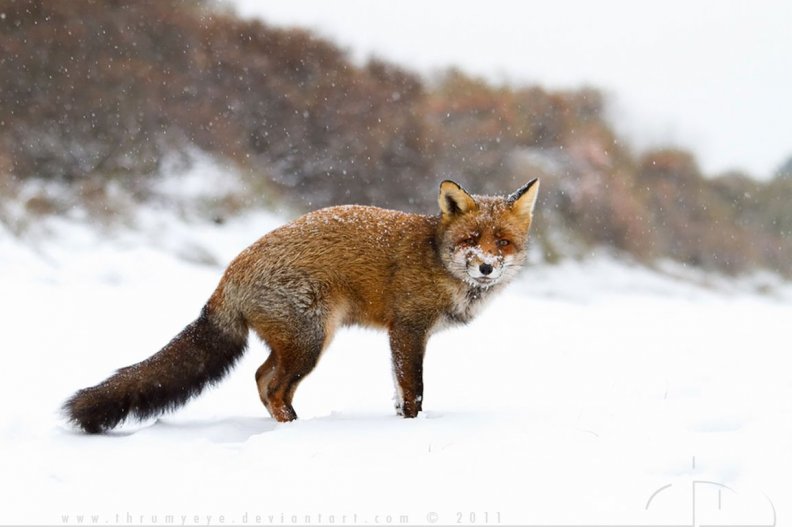 Snow fox