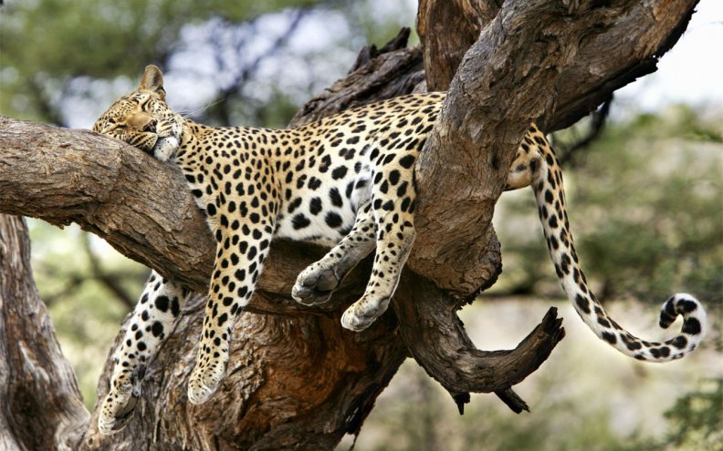 lazy_leopard.jpg