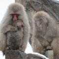 Apes in snow at Ueno Zoo Tokyo Japan