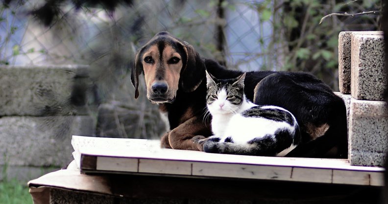 dog_and_cat.jpg