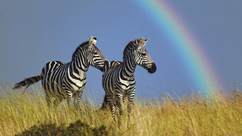 Zebras and rainbow