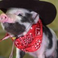 Cowboy piglet