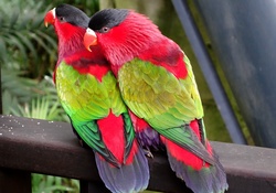 A wonderful pair of parrots