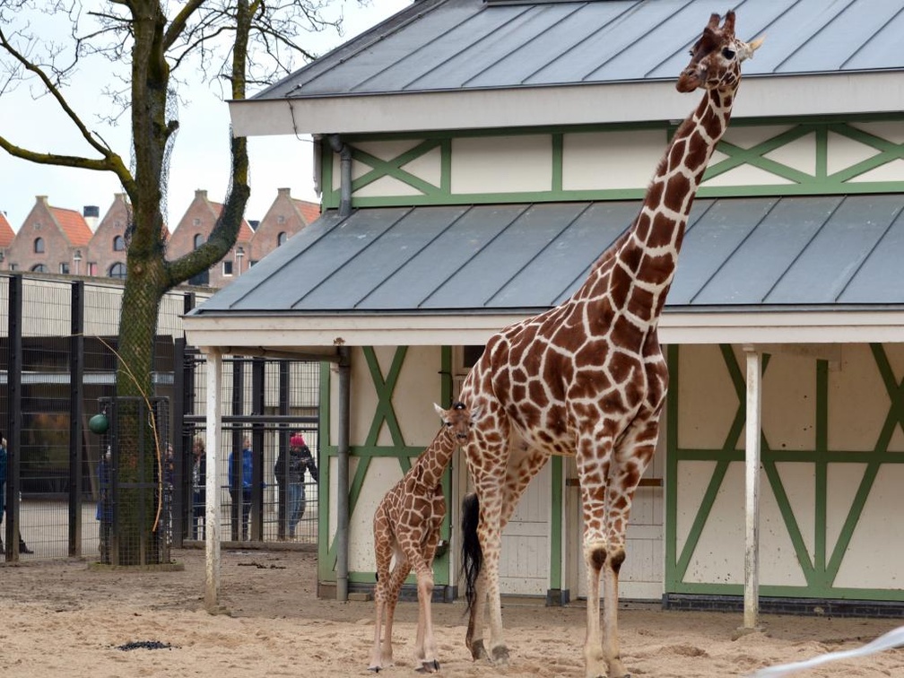Giraffe Nzuri at Artis Zoo Netherlands