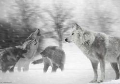 wolf background