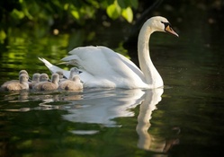 Swan and her Chicks