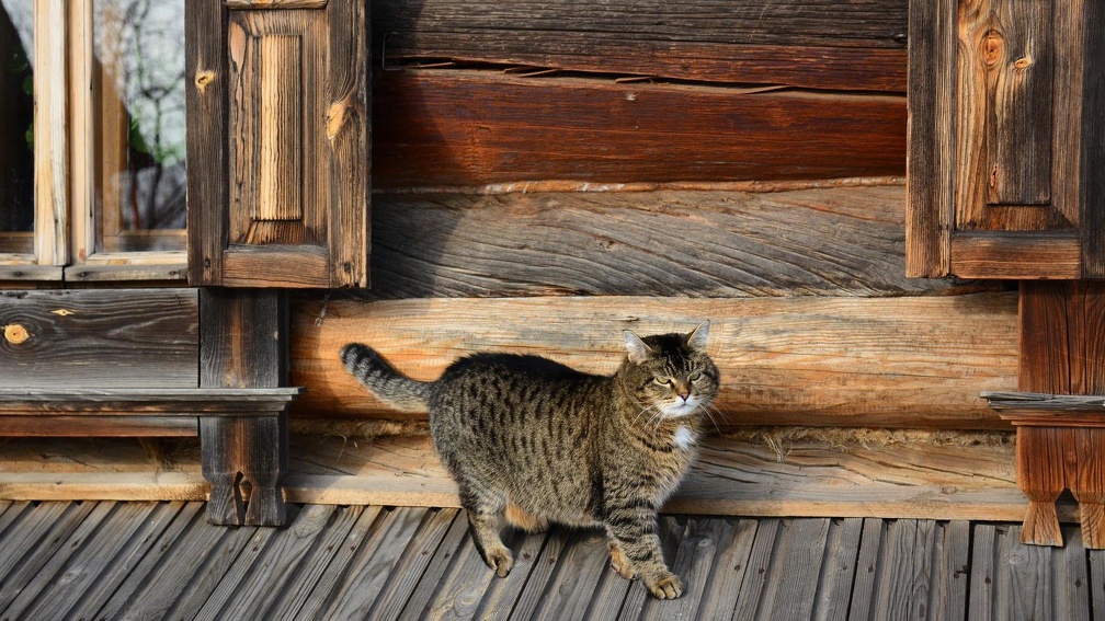 fat cat on a wooden porch hdr